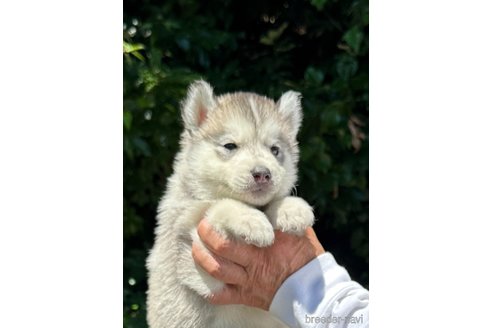 成約済の兵庫県のシベリアンハスキー-323044の6枚目