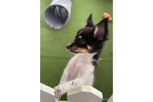 成約済の福岡県のミックス犬-314452の2枚目