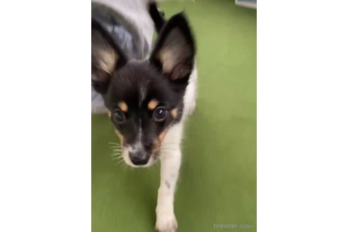 成約済の福岡県のミックス犬-314452の3枚目