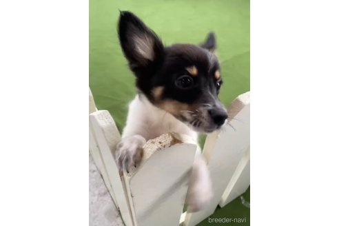 成約済の福岡県のミックス犬-314452の4枚目