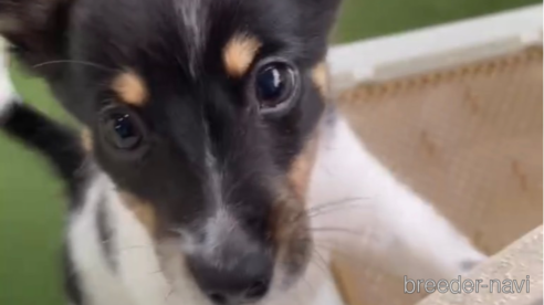 成約済の福岡県のミックス犬-314452