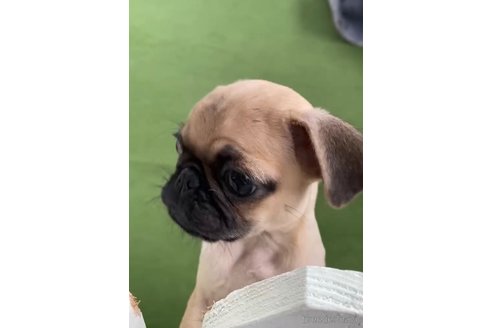 成約済の福岡県のパグ-311231の3枚目