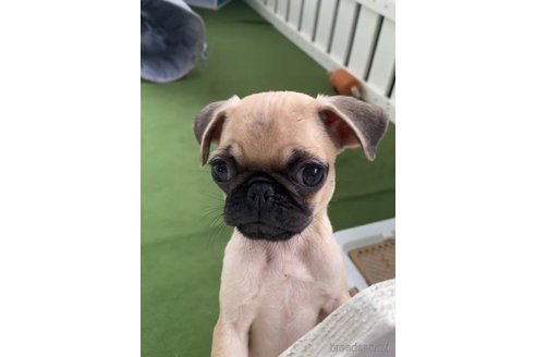 成約済の福岡県のパグ-311231の2枚目
