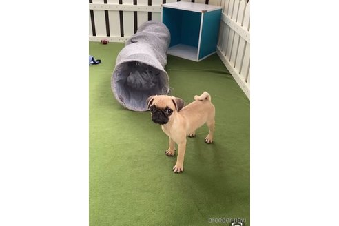 成約済の福岡県のパグ-311231の4枚目