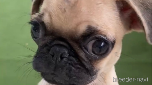 成約済の福岡県のパグ-311231