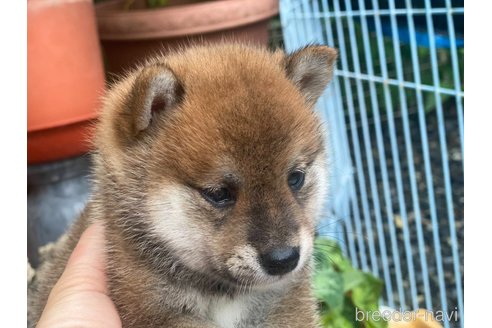 成約済の岡山県の豆柴-323058の6枚目