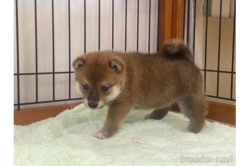 成約済の岡山県の豆柴-323058の4枚目