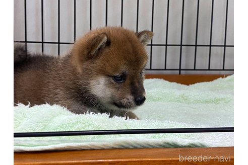 成約済の岡山県の豆柴-323058の5枚目
