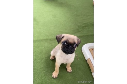 成約済の福岡県のパグ-311241の2枚目