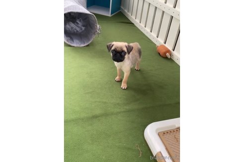 成約済の福岡県のパグ-311241の3枚目