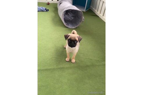 成約済の福岡県のパグ-311241の4枚目