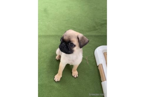 成約済の福岡県のパグ-311241の5枚目