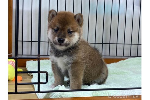 成約済の岡山県の豆柴-323058の2枚目