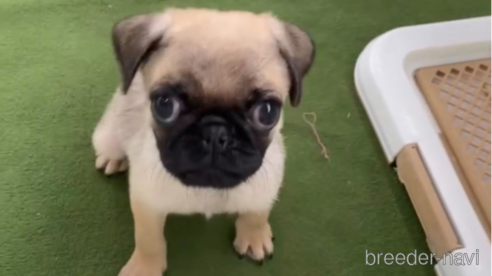 成約済の福岡県のパグ-311241の1枚目