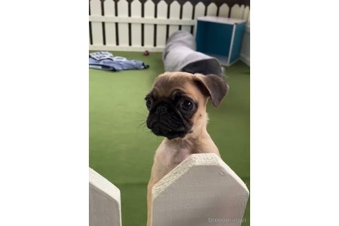 成約済の福岡県のパグ-311234の4枚目