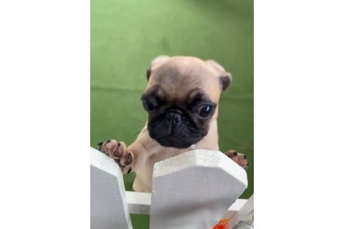 成約済の福岡県のパグ-311234の5枚目