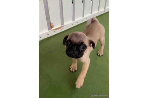 成約済の福岡県のパグ-311234の6枚目