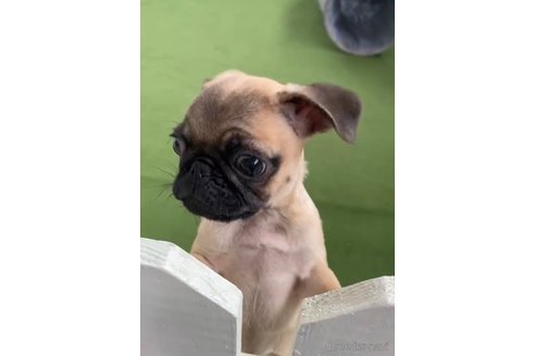 成約済の福岡県のパグ-311234の2枚目