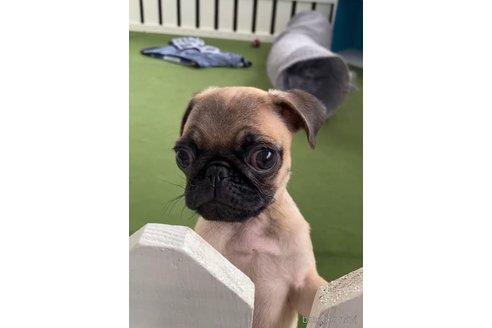 成約済の福岡県のパグ-311234の3枚目