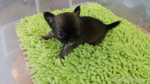 成約済の愛知県のチワワ(ロングコート)-321033の12枚目