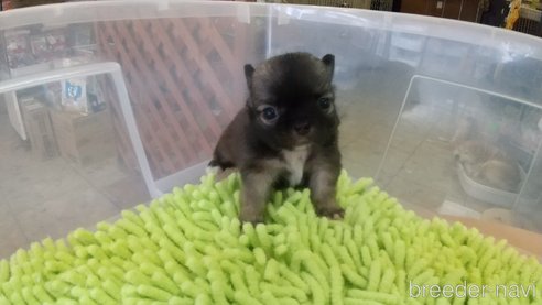 成約済の愛知県のチワワ(ロングコート)-321033の11枚目