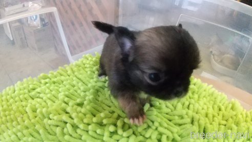 成約済の愛知県のチワワ(ロングコート)-321033の10枚目