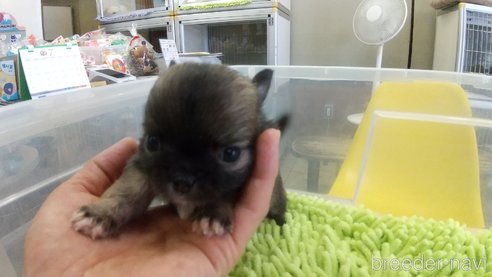 成約済の愛知県のチワワ(ロングコート)-321033の9枚目