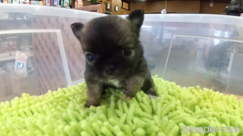 成約済の愛知県のチワワ(ロングコート)-321033の8枚目