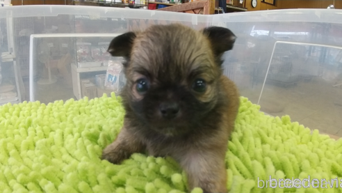 成約済の愛知県のチワワ(ロングコート)-321032の8枚目