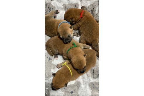 成約済の熊本県の柴犬-321675の9枚目