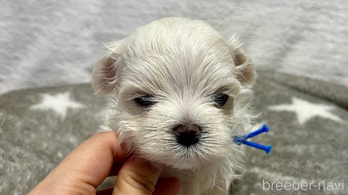 成約済の滋賀県のマルチーズ-323066の9枚目