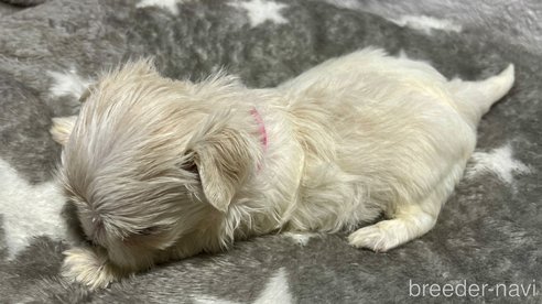 成約済の滋賀県のマルチーズ-323067の9枚目