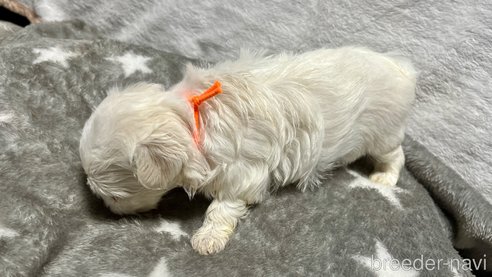 成約済の滋賀県のマルチーズ-323068の12枚目