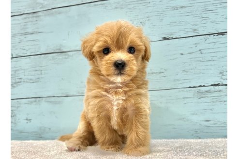 成約済の千葉県のマルプー:マルチーズ×トイプードル-321489の3枚目