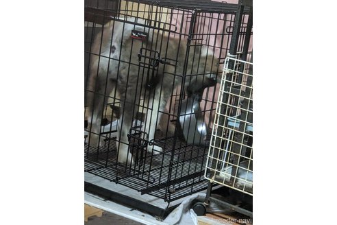 成約済の群馬県の秋田犬-319186の6枚目