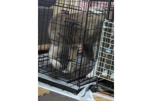 成約済の群馬県の秋田犬-319186の5枚目