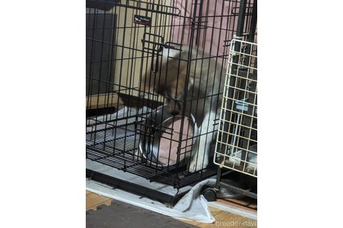 成約済の群馬県の秋田犬-319186の2枚目