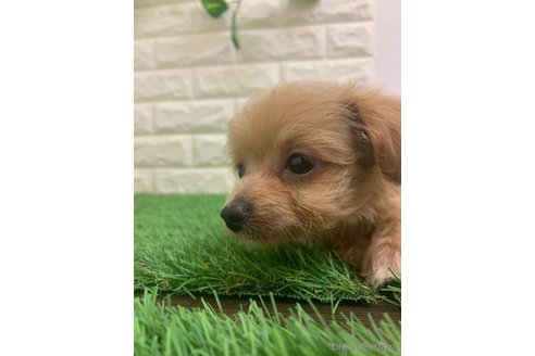 成約済の岡山県のチワプー:チワワ×トイプードル-323099の3枚目