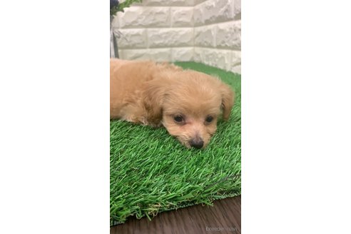 成約済の岡山県のチワプー:チワワ×トイプードル-323099の6枚目