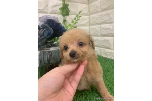 成約済の岡山県のチワプー:チワワ×トイプードル-323100の6枚目