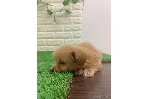 成約済の岡山県のチワプー:チワワ×トイプードル-323100の9枚目