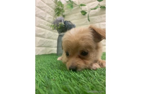 成約済の岡山県のチワプー:チワワ×トイプードル-323101の4枚目