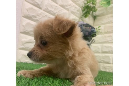 成約済の岡山県のチワプー:チワワ×トイプードル-323101の5枚目
