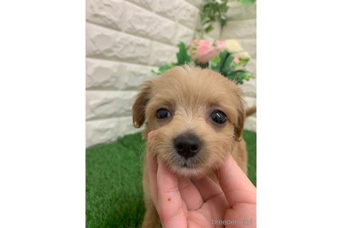 成約済の岡山県のチワプー:チワワ×トイプードル-323103の7枚目