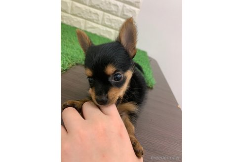 成約済の岡山県のヨーチー:ヨークシャーテリア×チワワ-323105の2枚目