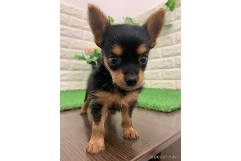成約済の岡山県のヨーチー:ヨークシャーテリア×チワワ-323105の6枚目