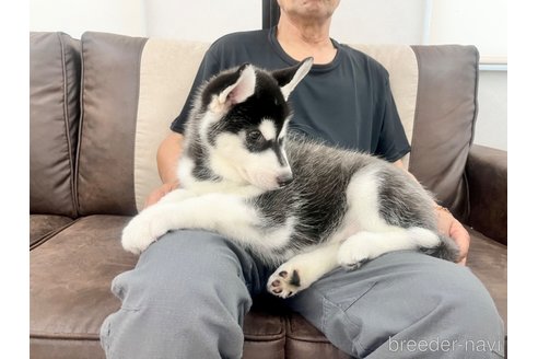 成約済の三重県のシベリアンハスキー-316468の7枚目