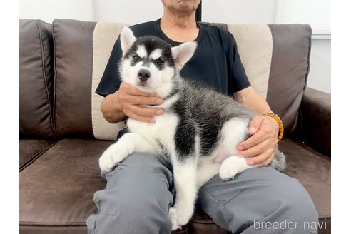 成約済の三重県のシベリアンハスキー-316468の8枚目