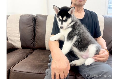 成約済の三重県のシベリアンハスキー-316468の12枚目