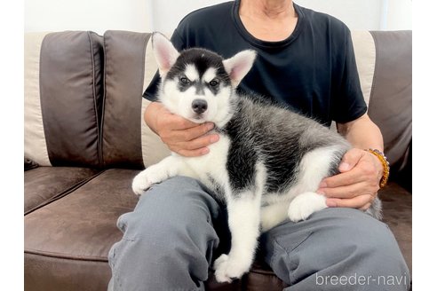 成約済の三重県のシベリアンハスキー-316468の13枚目